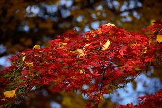 DSC_0027.jpg