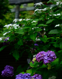 DSC_0341.jpg