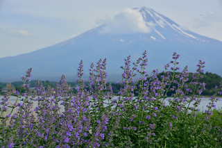DSC_0678.jpg