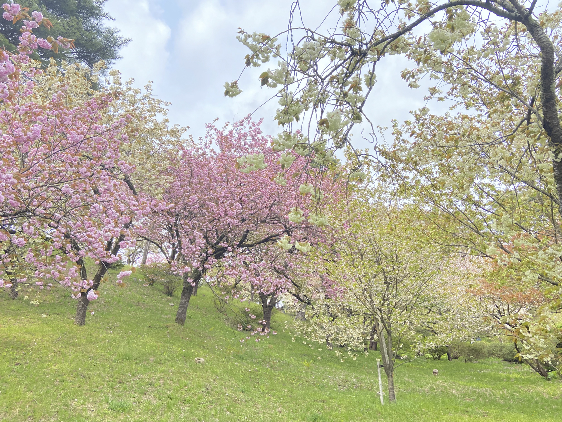 日本国花苑さくらまつり: ガジェット好きで花火好き